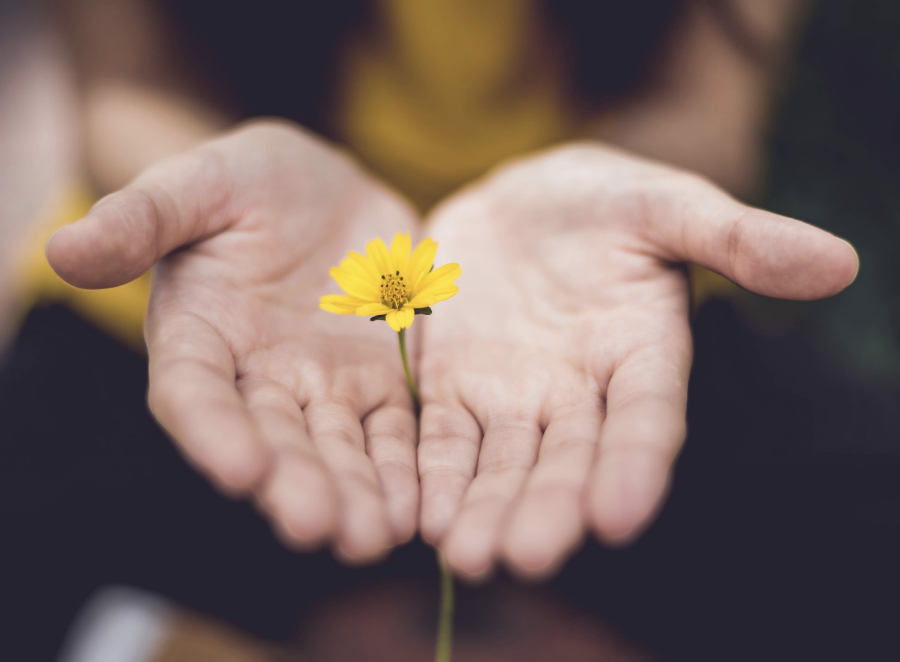 Dos manos juntas sosteniendo una flor amarilla.